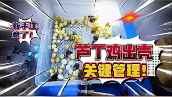 芦丁鸡养殖新手必看，刚出壳的芦丁鸡千万不要动，不要喂水喂料！