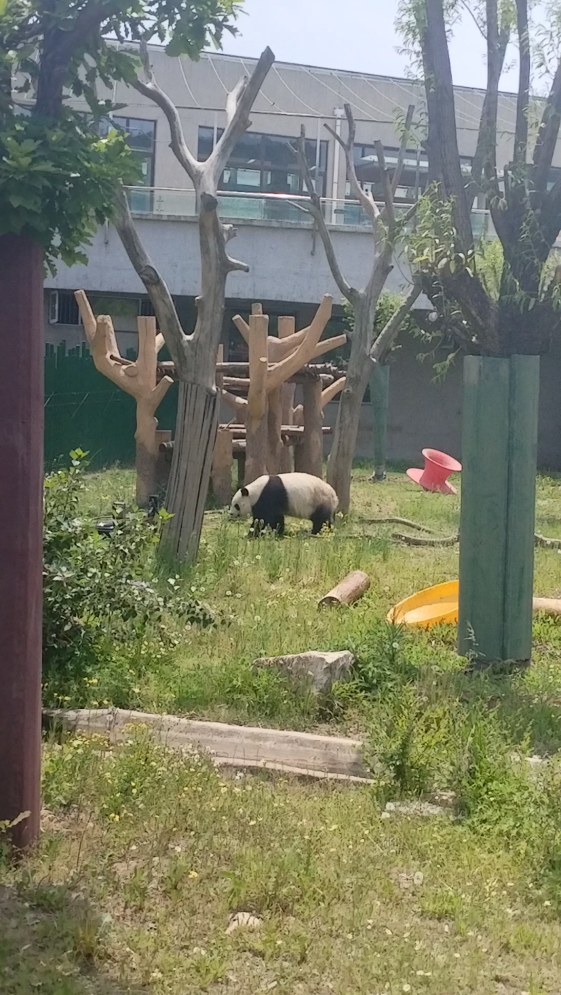 沈阳动物园的大熊猫营业