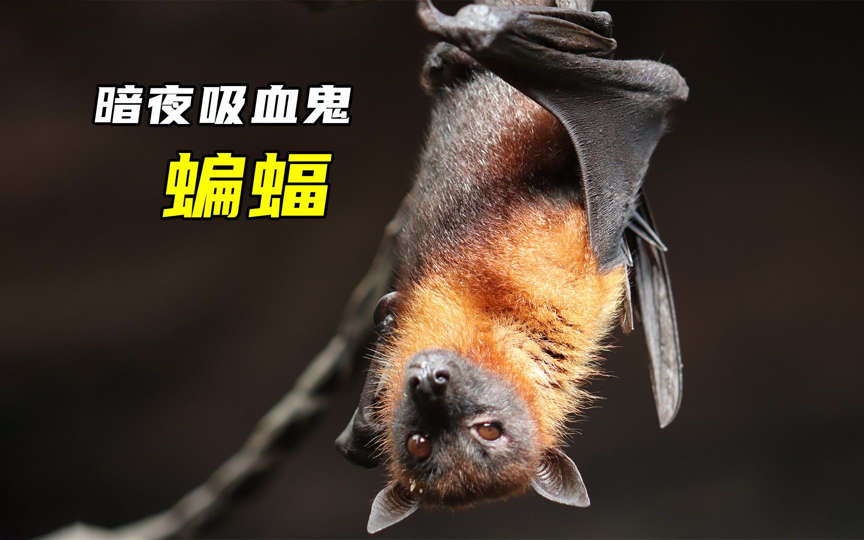 暗夜吸血鬼,生态守护者,令人望而生畏的黑色幽灵