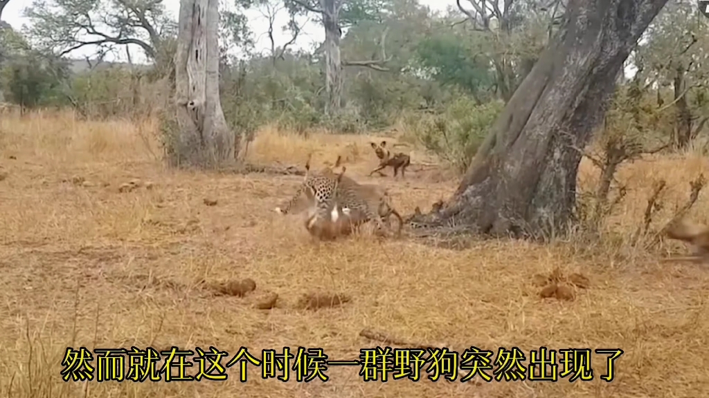 [图]斑鬣狗太残忍了，连猎豹都只能乖乖让出猎物，碰到犀牛结果会怎样哪