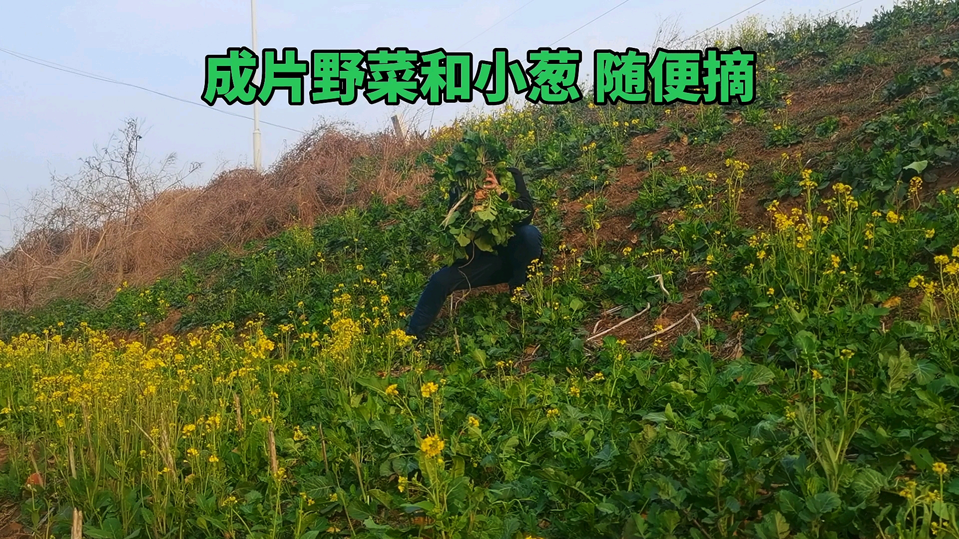 [图]村头小河边长了成片的野菜和小葱，看起来像家种的，我来随便摘点