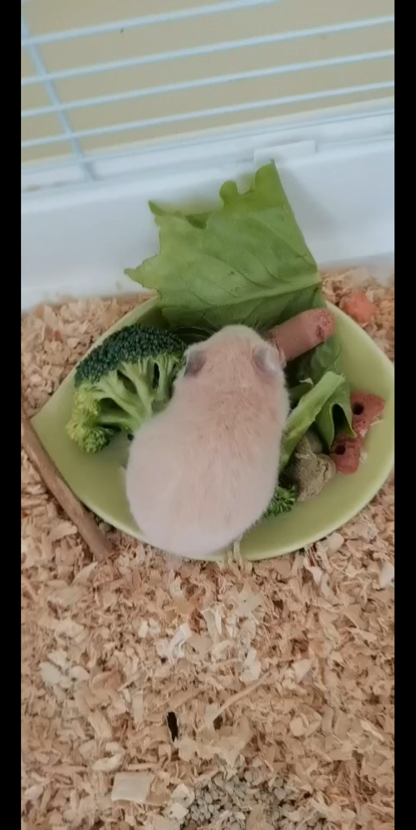 金丝熊 仓鼠 吃饭饭敲可爱