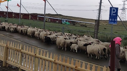 [图]牧羊女