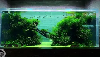 日本东京晴空塔水族馆ada水草缸 一 哔哩哔哩 Bilibili