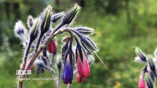 寻找高山植物 美花草 哔哩哔哩 つロ干杯 Bilibili