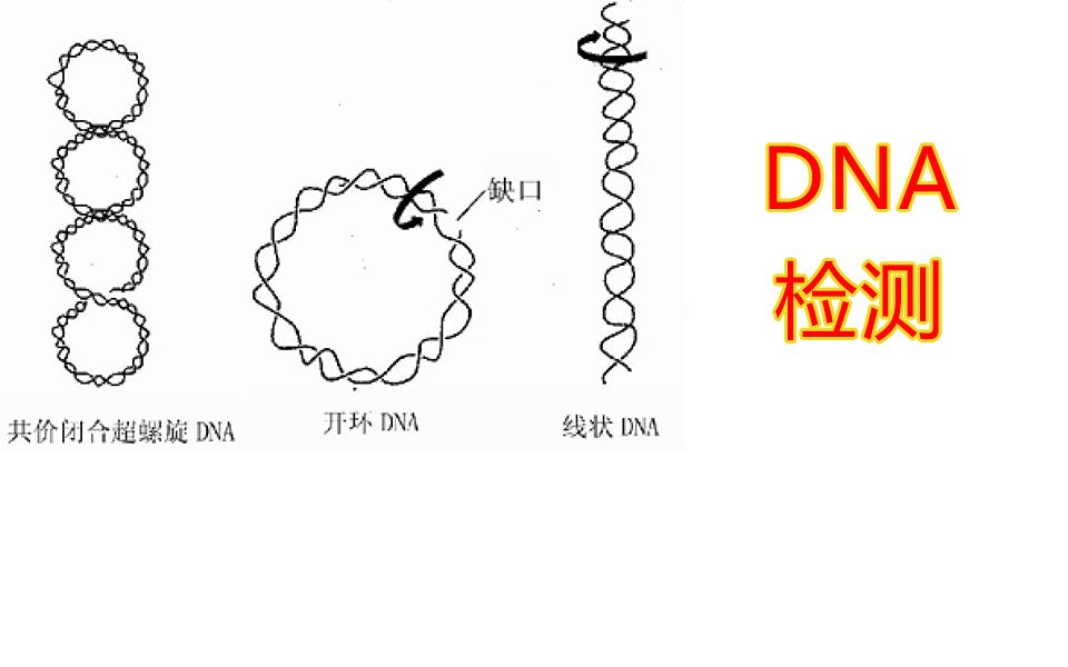 【實驗】dna濃度檢測,計算,超螺旋質粒,線狀dna,開環dna誰跑得快