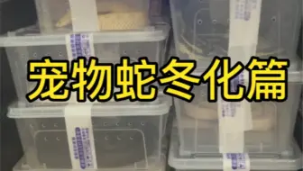 宠物蛇冬化咯