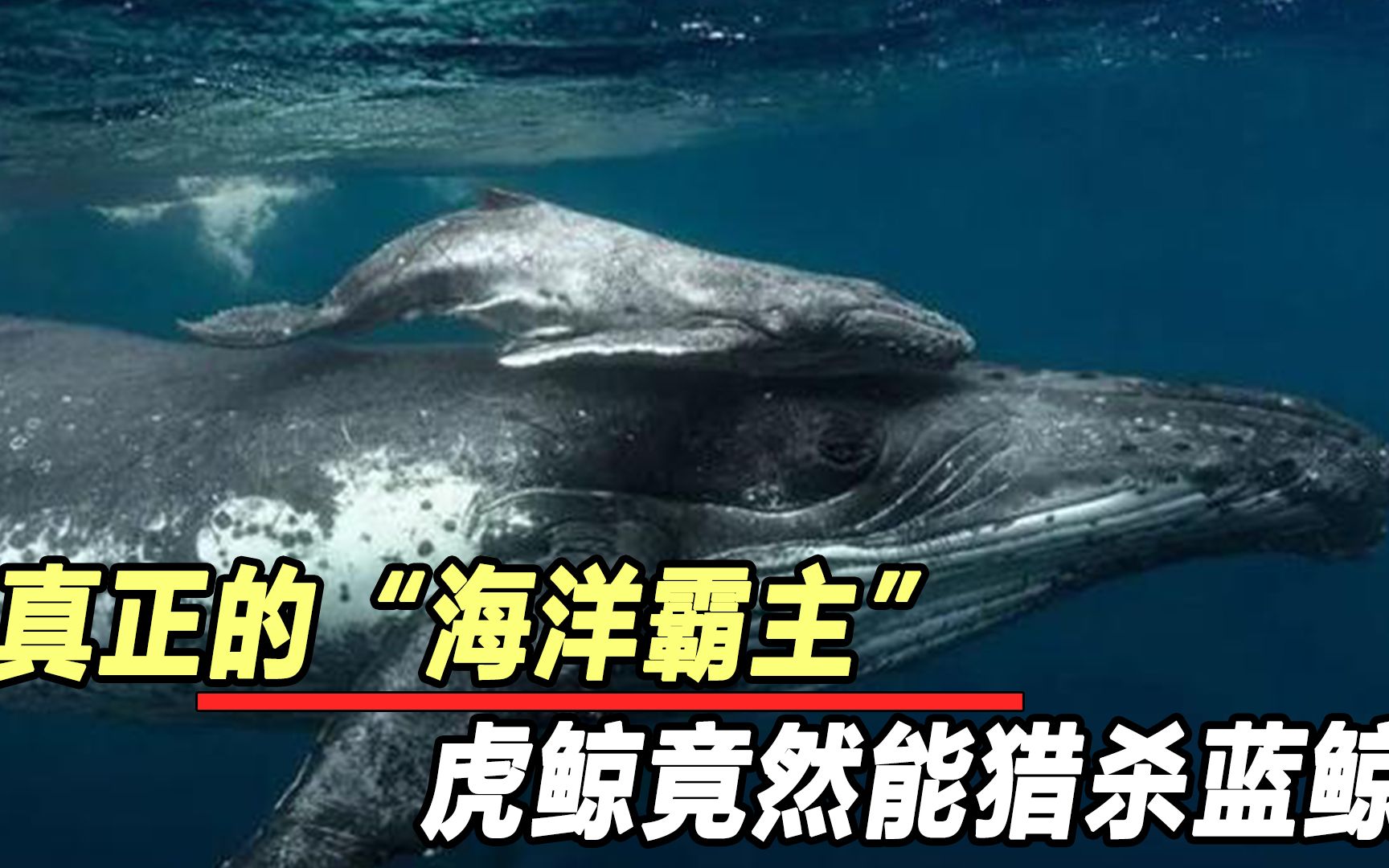 蓝鲸号称深海霸主,为何会被弱小的虎鲸吃掉?看完发现虎鲸不简单