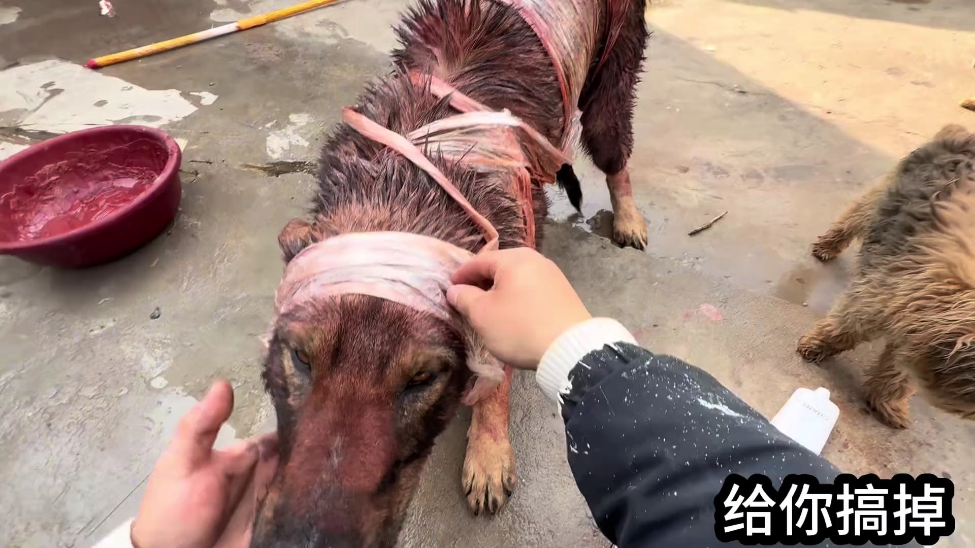 每次路过这个路口都被狗追咬咬，我决定把我的小狗染成老虎的模样带它一起去报仇