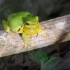 自然视界① | 来，看看青蛙唱“情歌”！
