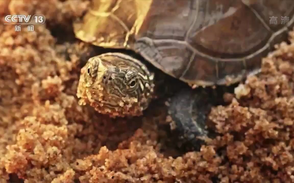 [图]【央视】联合国《生物多样性公约》缔约方大会第十五次会议央视新闻频道宣传片