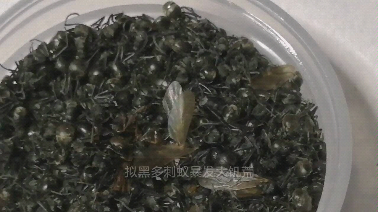 蚂蚁战争2最新版下载=蚂蚁战争antzwarz汉化版