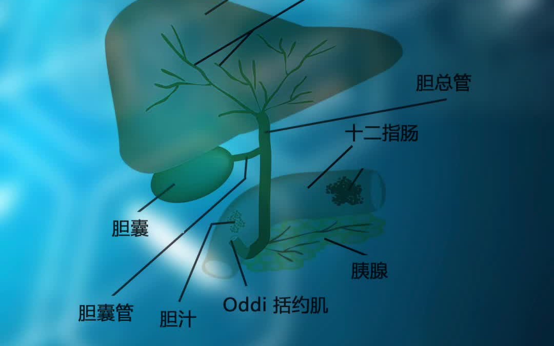 胆囊结石,胆管结石疼起来,就问你慌不慌.