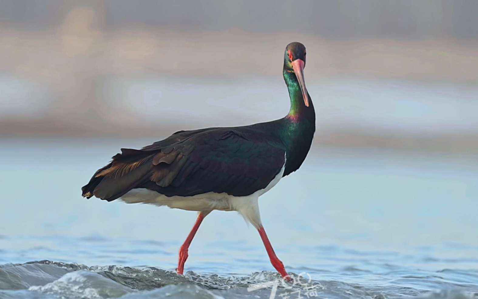 非吉祥之地不栖,非洁净之物不食!性喜高洁,夫妻恩爱,这就是黑鹳!