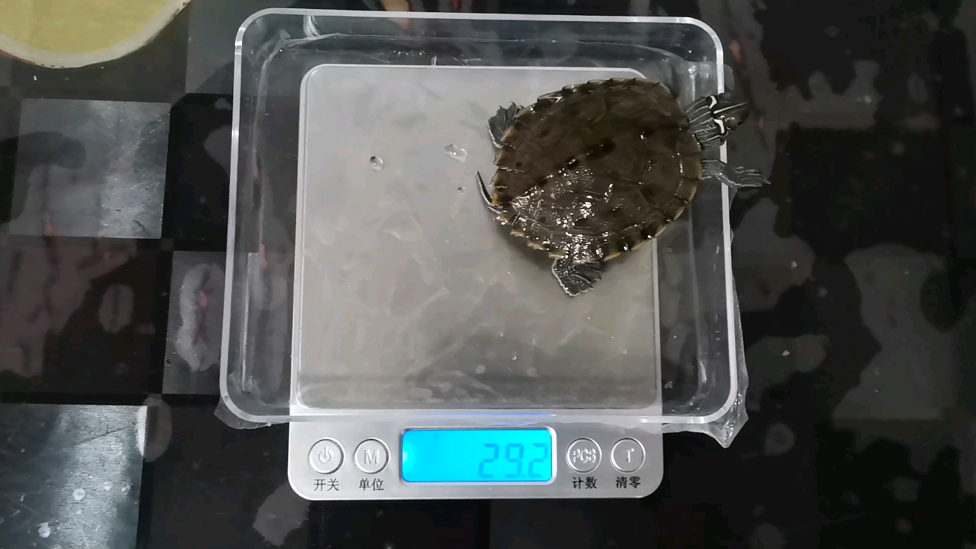 沃希托地图龟称体重