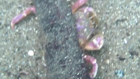 Youtube 黎明蟹抢夺豆形拳蟹的蛤蜊 哔哩哔哩 つロ干杯 Bilibili