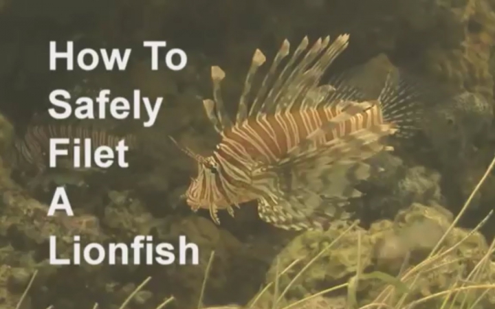 可食用的入侵物种:狮子鱼(EDIBLE INVASIVE SPECIES :Lionfish)【1 of 2】哔哩哔哩bilibili