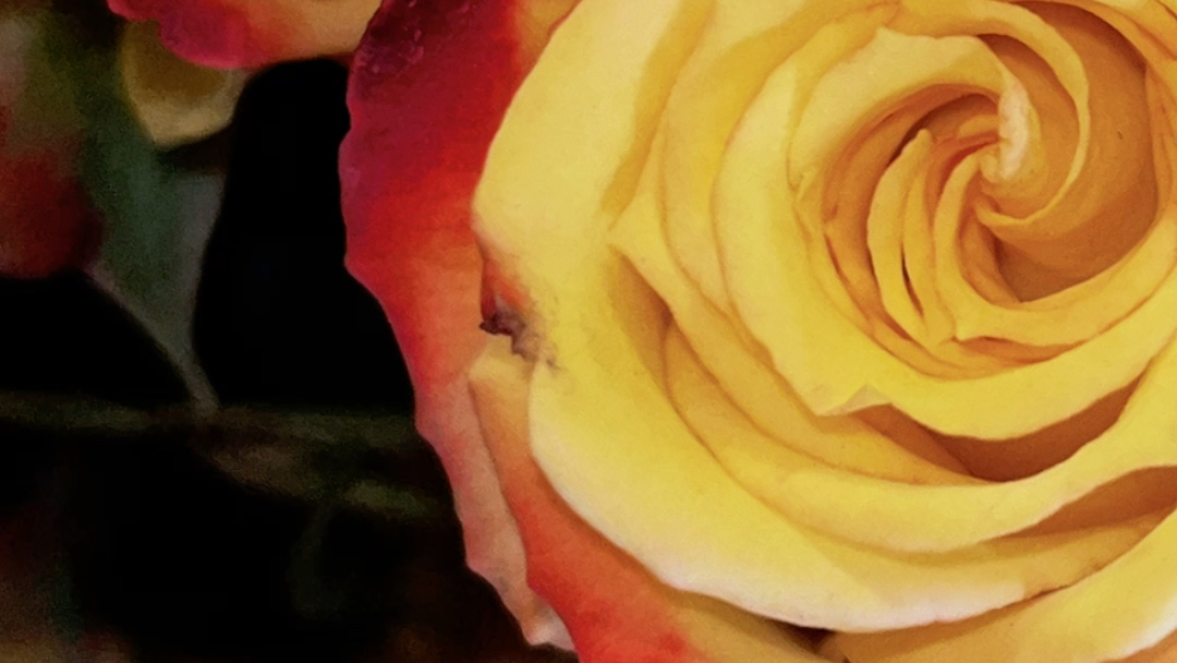 苹果12拍花还不错