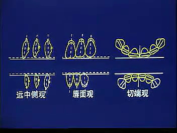 [图]口腔医学视频---全口义齿（标清）