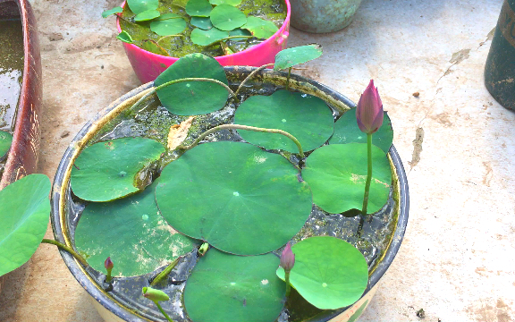 碗莲秦淮彩灯品种介绍图片