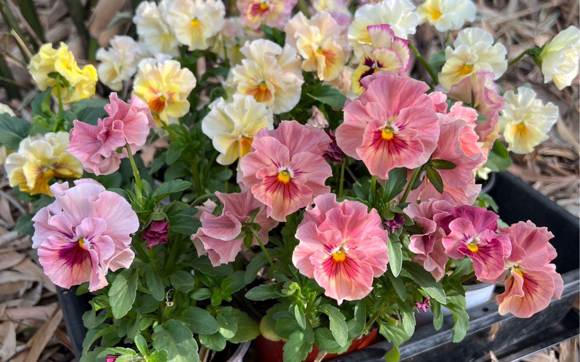 猛男粉色的角堇