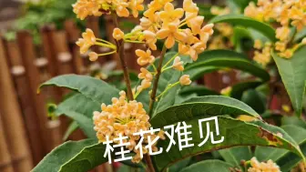 Download Video: 2024年国庆节能看到桂花吗？汉中大叔帮粉丝找花，专家解释来了