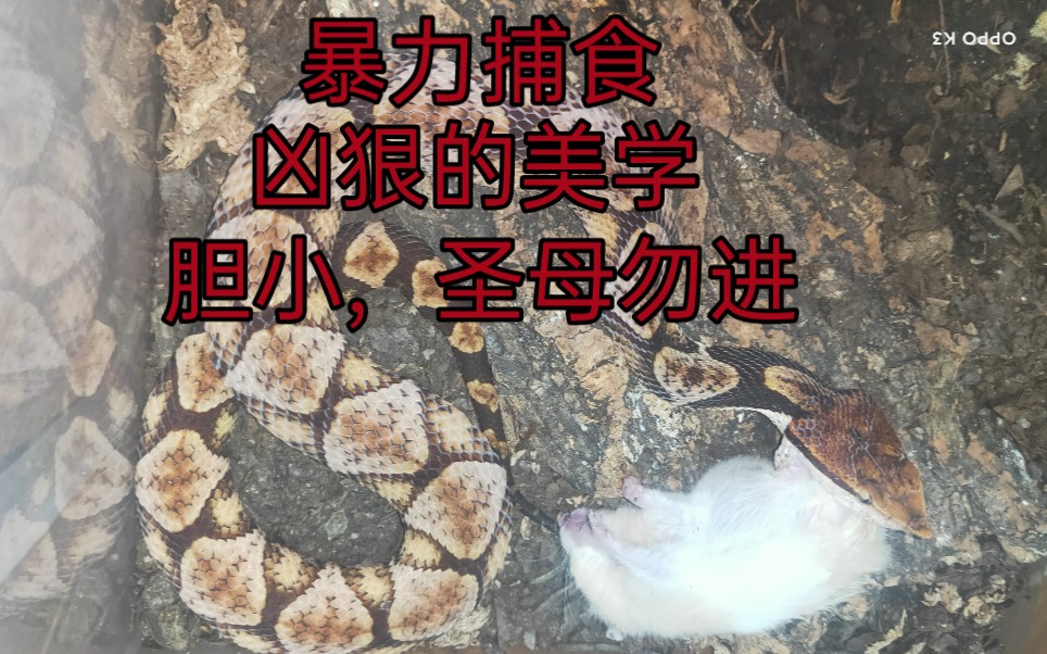 全村吃饭蛇捕杀金丝熊圣母勿近