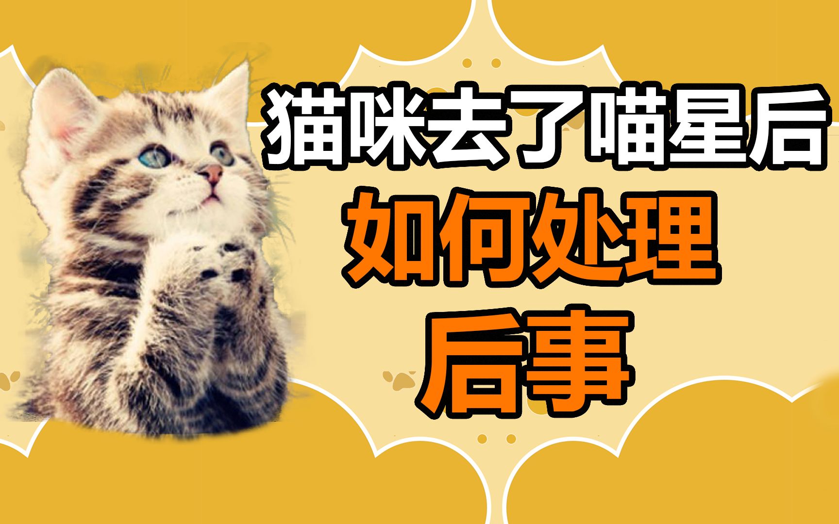 宠物冷知识:猫咪去了喵星后,如何处理后事哔哩哔哩bilibili