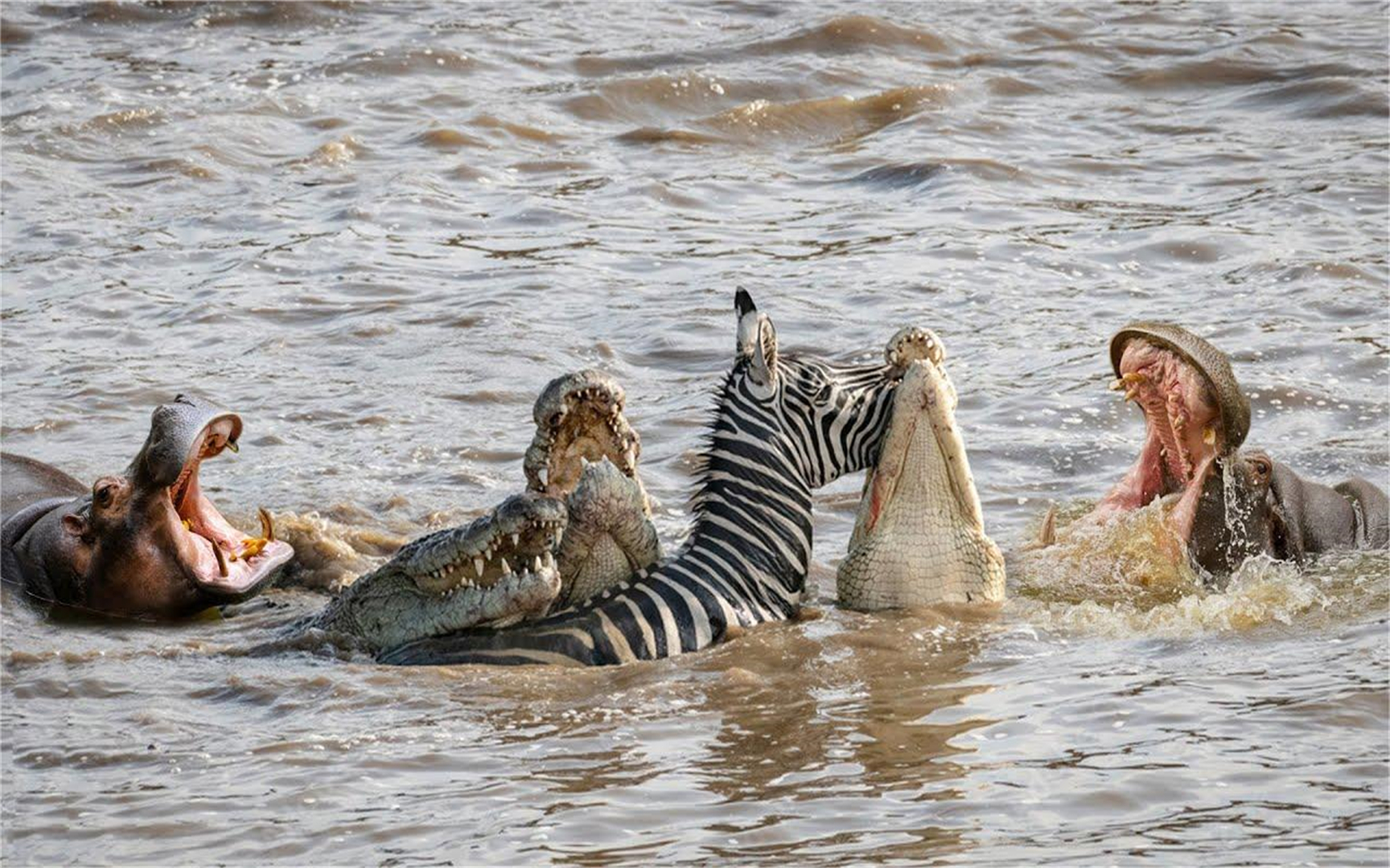 河马攻击鳄鱼以营救斑马,它为什么会这么做,神奇的大自然!