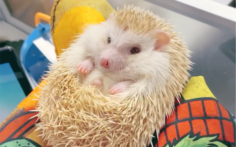 萌萌哒刺猬小奶狗