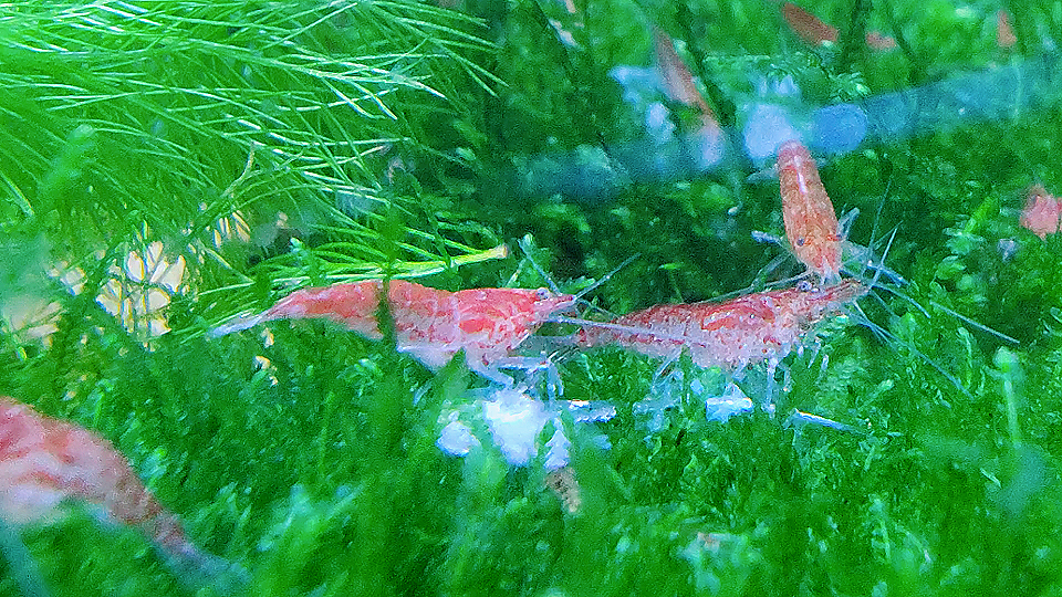 活动  水草缸里的樱花虾蜕壳吃壳补钙中.