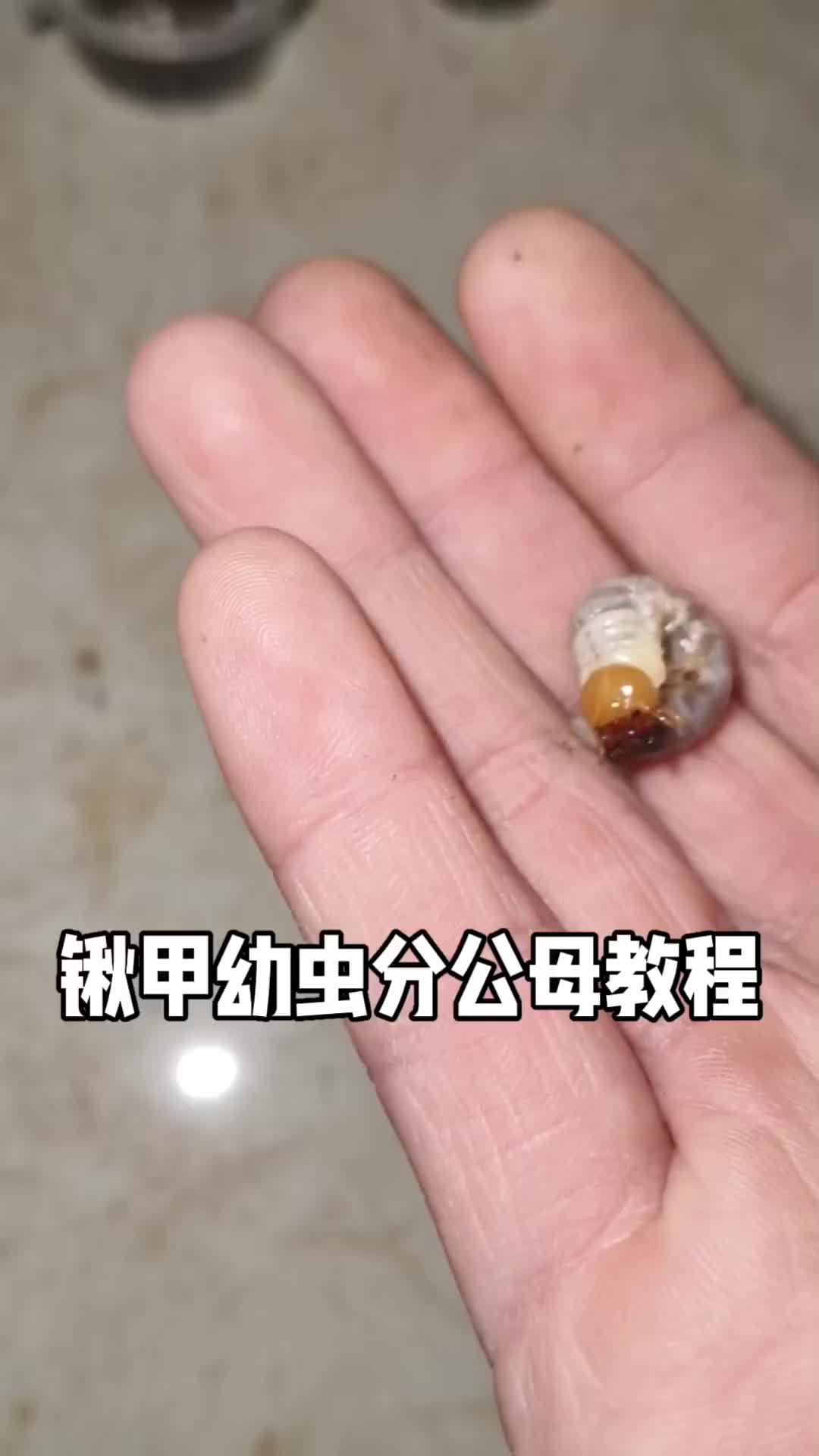 锹甲幼虫分公母教程
