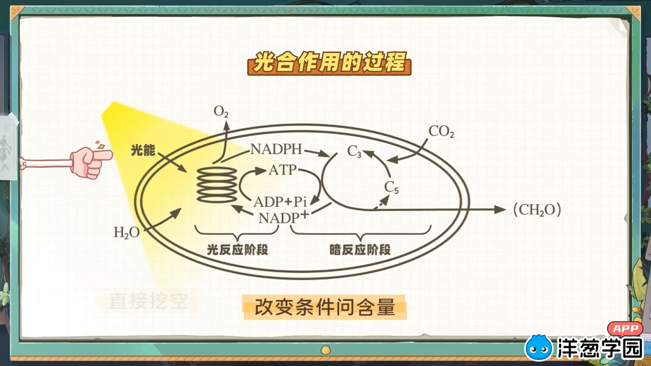 光反应暗反应流程图图片