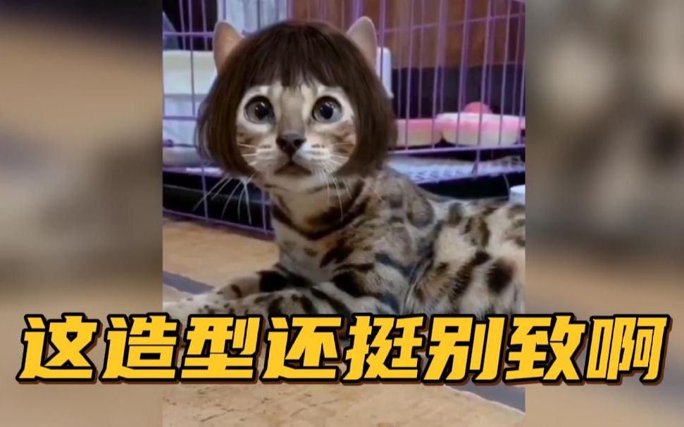 【搞笑配音】这造型还挺别致啊.这人模猫样的哈哈