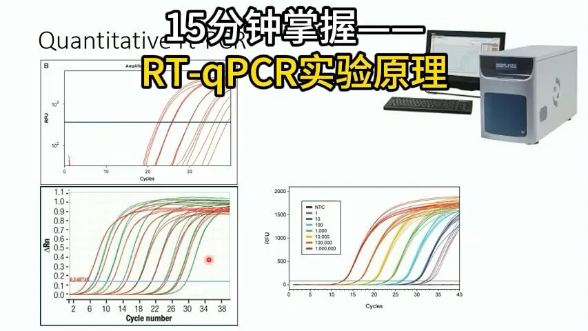 实时 PCR 技术原理及应用:包括工作流程、探测器类型、数据获取等,在基因检测等领域作用显著.哔哩哔哩bilibili