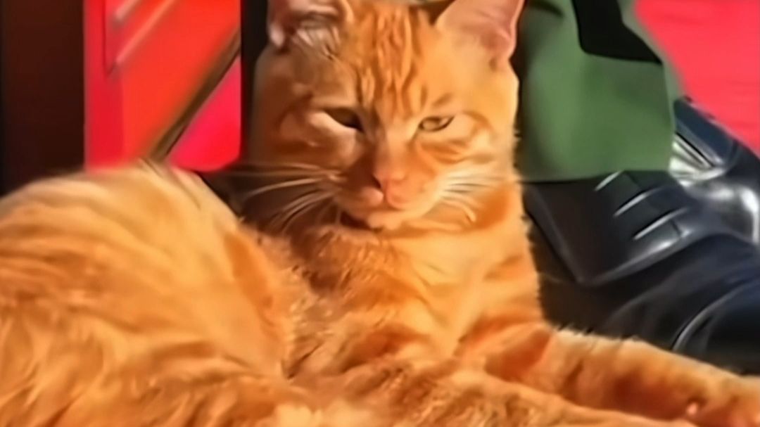 全网刷屏的天安门小猫，原来小猫是这样认识武警哥哥的，网友：聪明的“猫民群众”