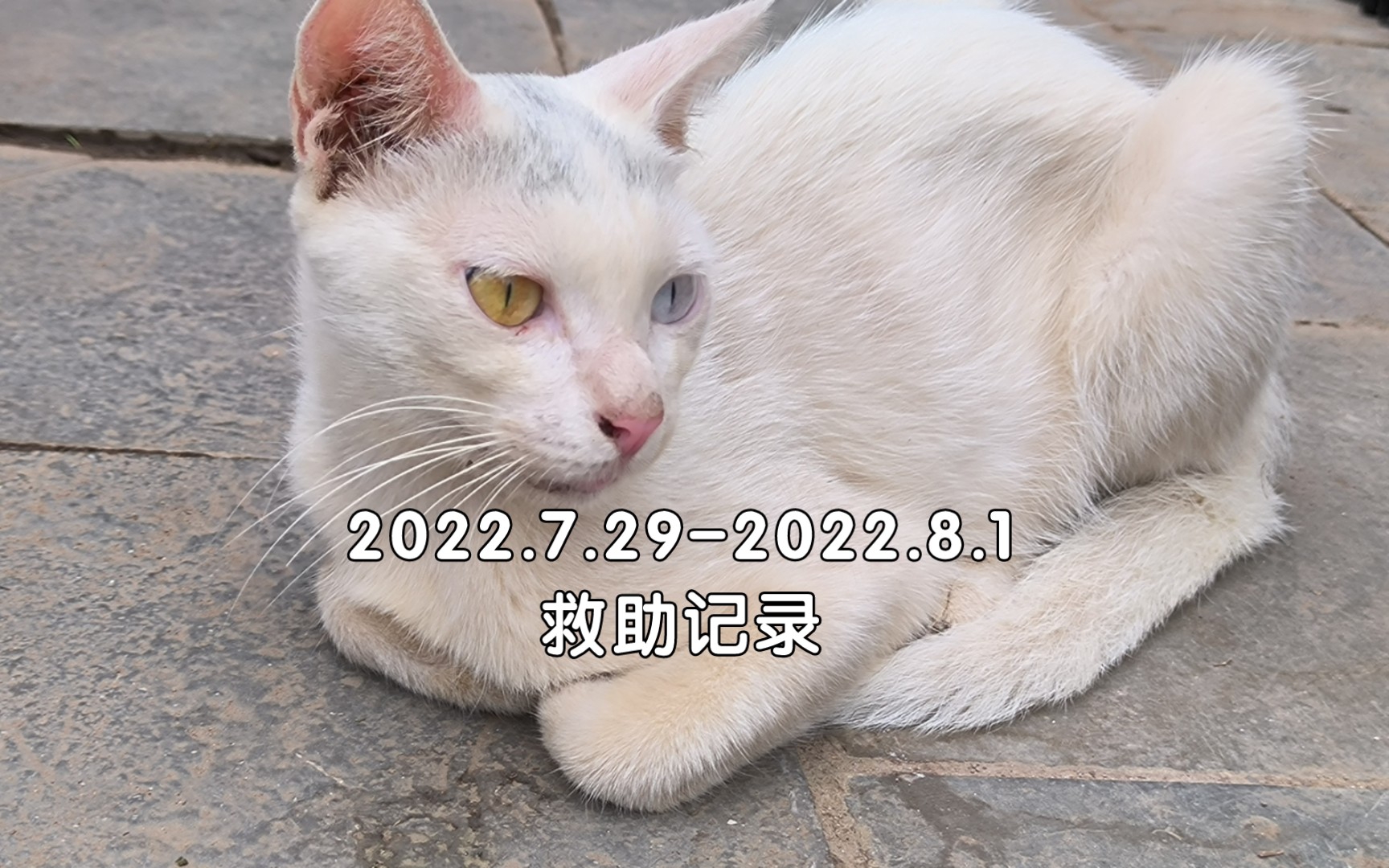 [图]落难异瞳猫猫公主