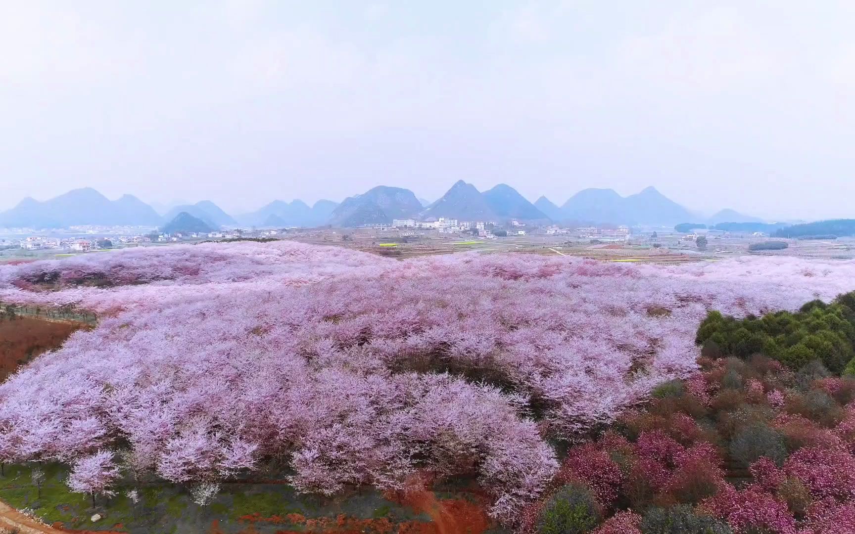 樱花世界最大樱花园【图图爸爸素材库】无水印视频素材持续更新