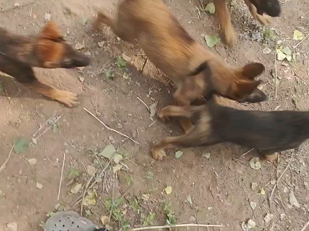 再好的昆明犬,就欲望动力这块较马犬还是有差距