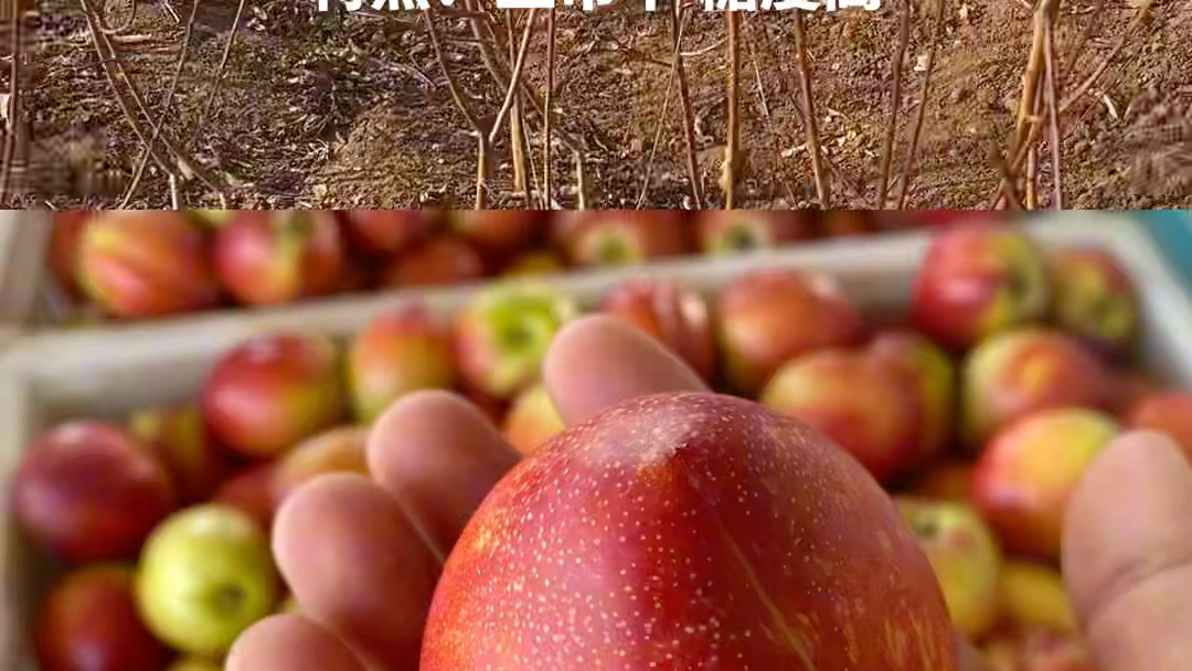 早48油桃品种介绍图片