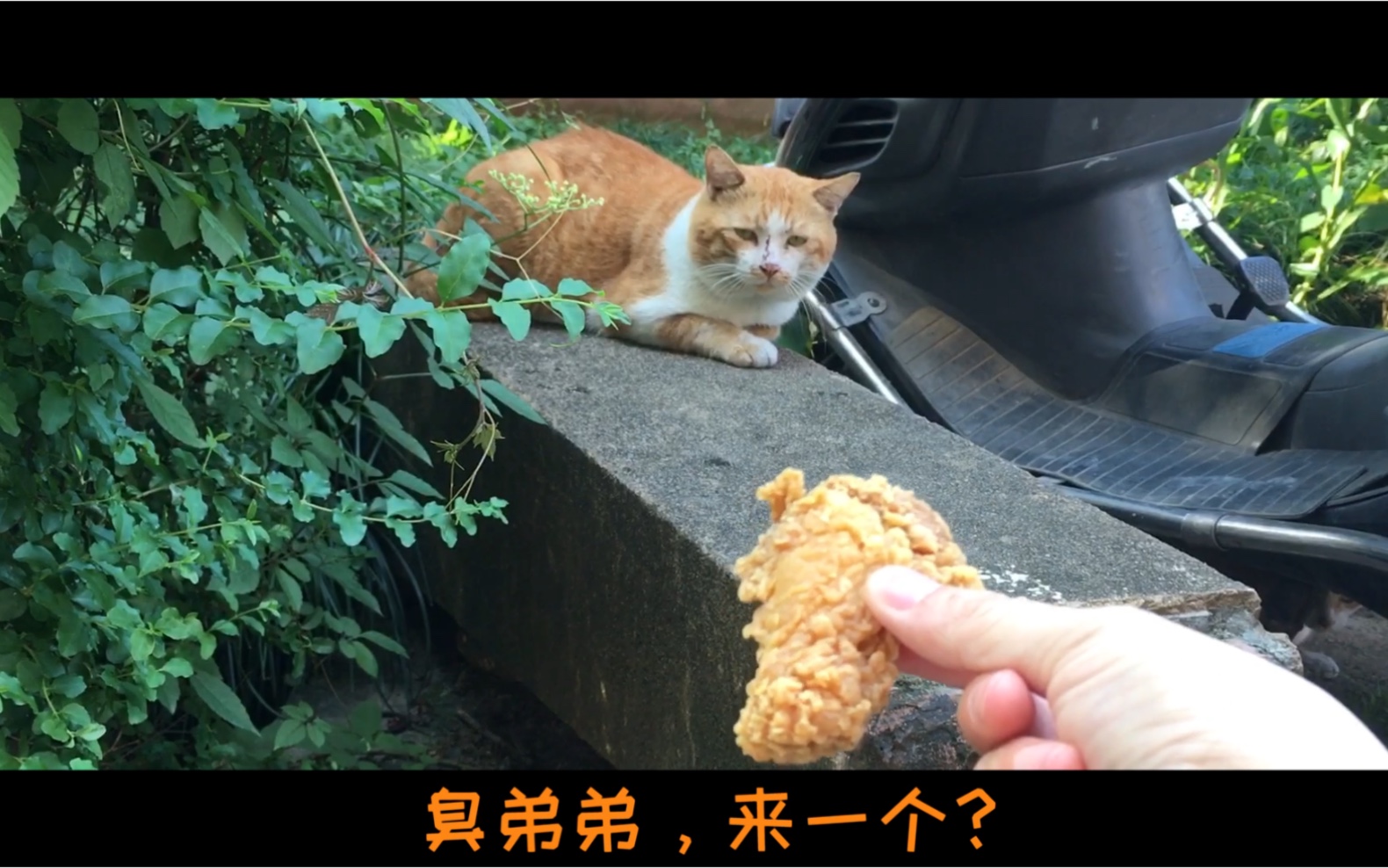 [图]橘猫丨小橘为何这样？