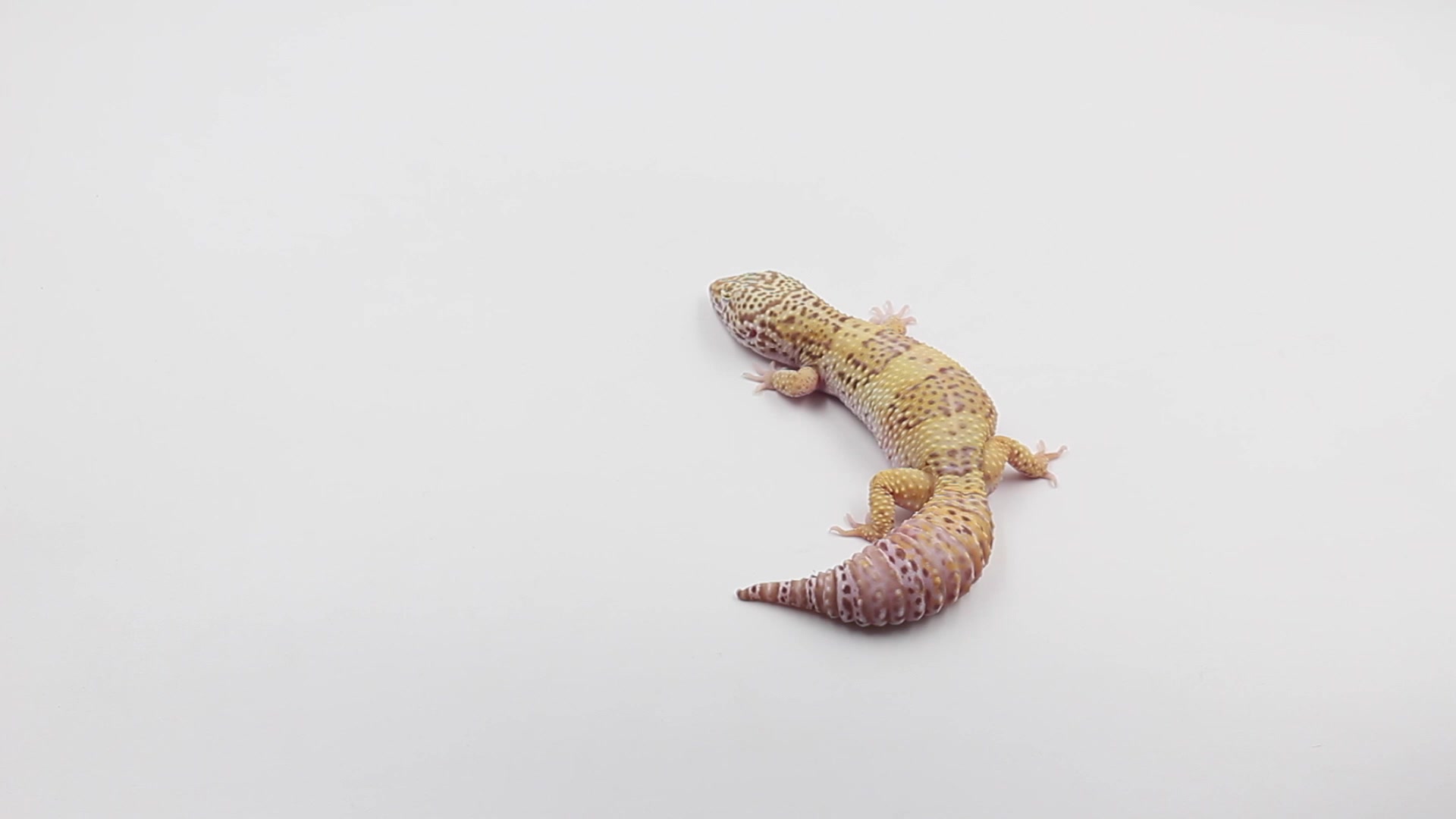 【豹纹守宫】的基因系列 - 贝尔白化系列(上) - 守宫城市原创出品