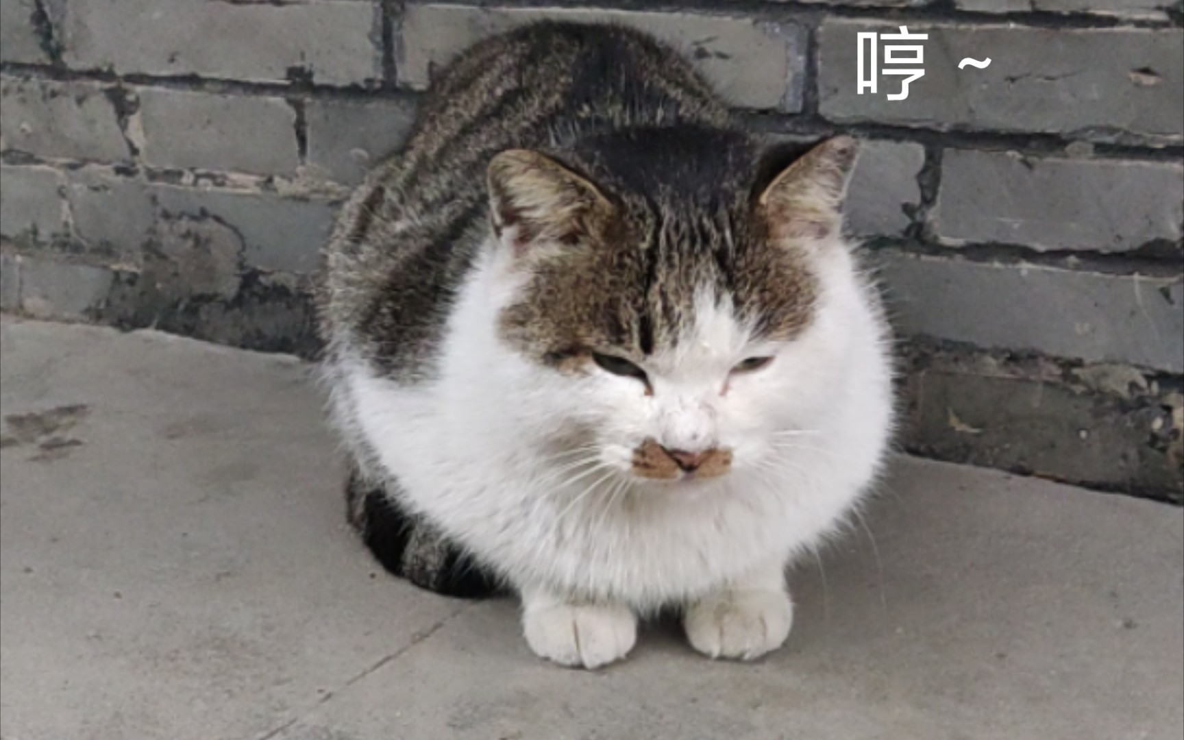 活动  可爱猫猫,但是表情一脸嫌弃