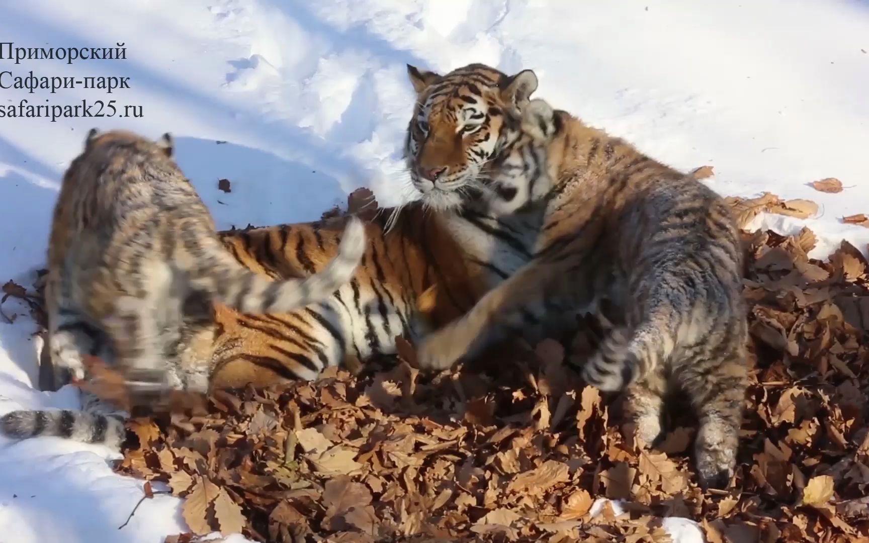 小老虎和麻麻在雪地里玩耍