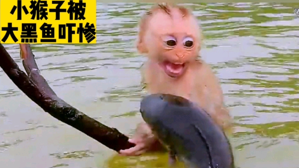 小猴子被一条鱼吓的大喊大叫