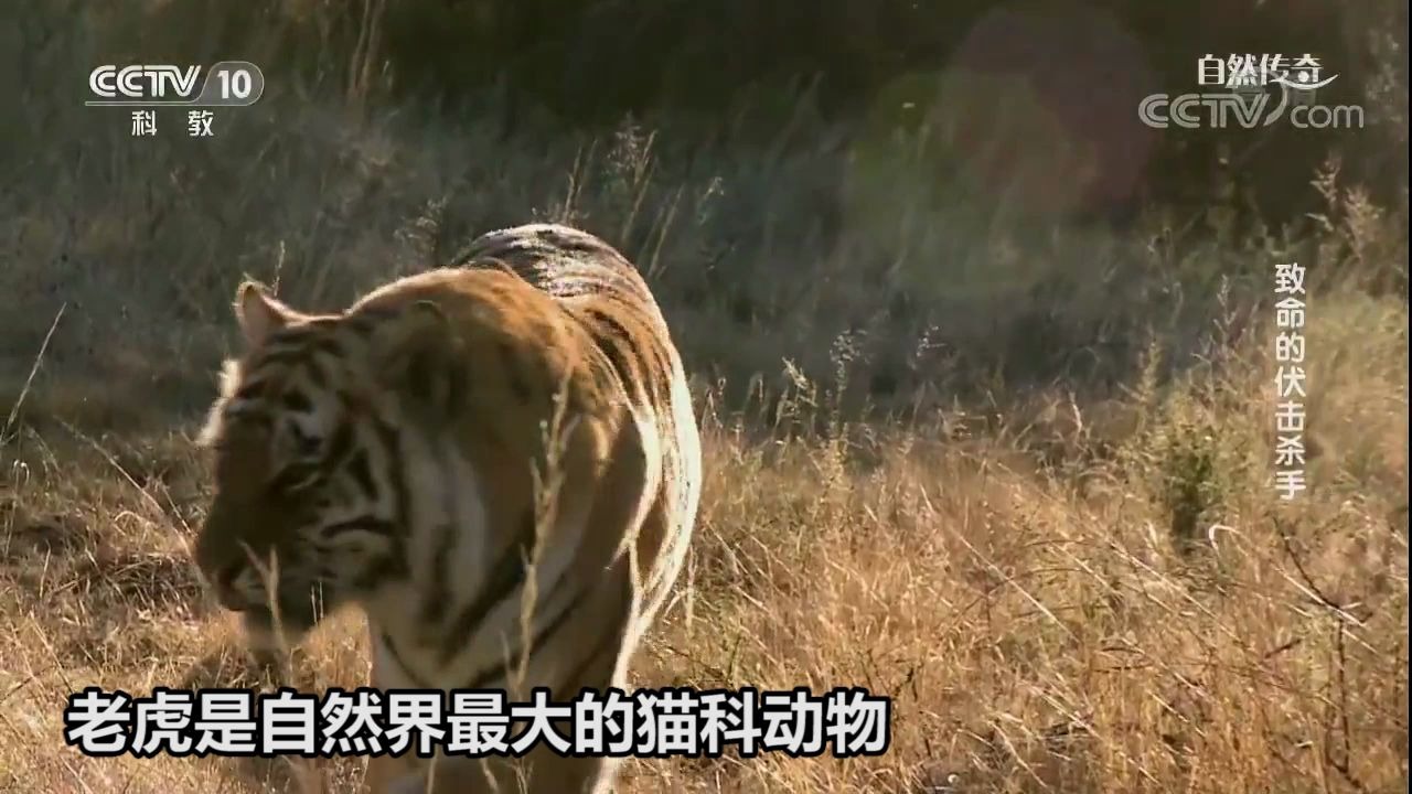 【CCTV科普】老虎是自然界最大的猫科动物,一只成年雄性老虎比狮子重136kg哔哩哔哩bilibili