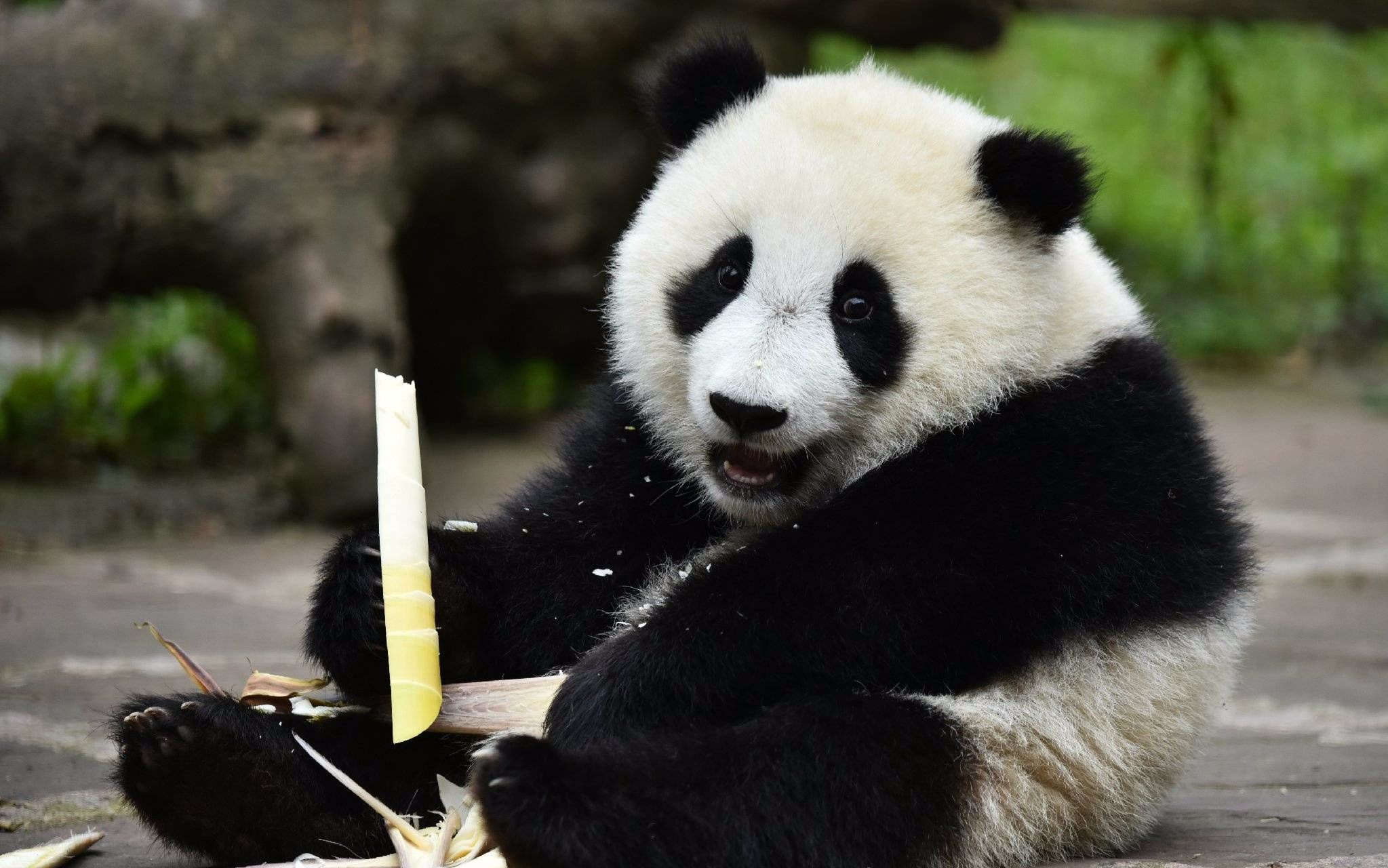 【大熊猫】伊伊少有的回怼了底迪~姐弟像是打了猫薄荷~( 07_ゝ`)