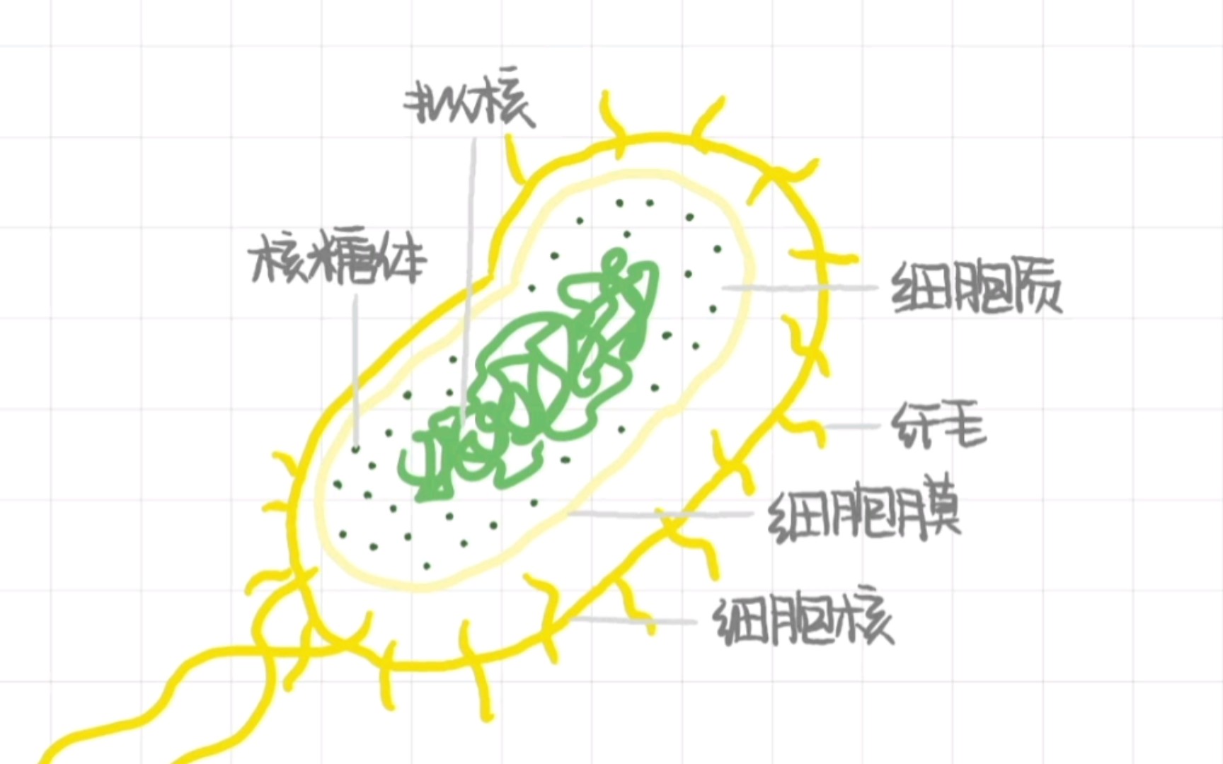 【生物】手写知识梳理走近细胞哔哩哔哩bilibili