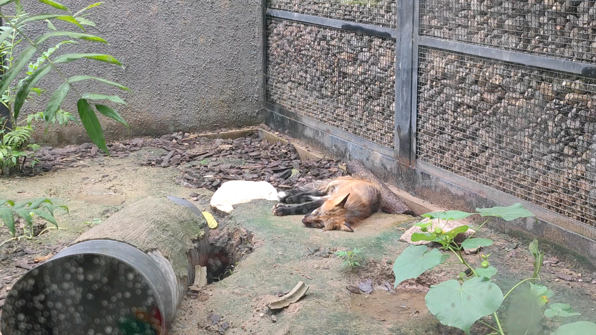 北京動物園 立秋的小憩