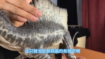 Tải video: 评测绝版尖儿货！这是在新工作室的第一期恐龙开箱评测哦！感觉自己都变漂亮了